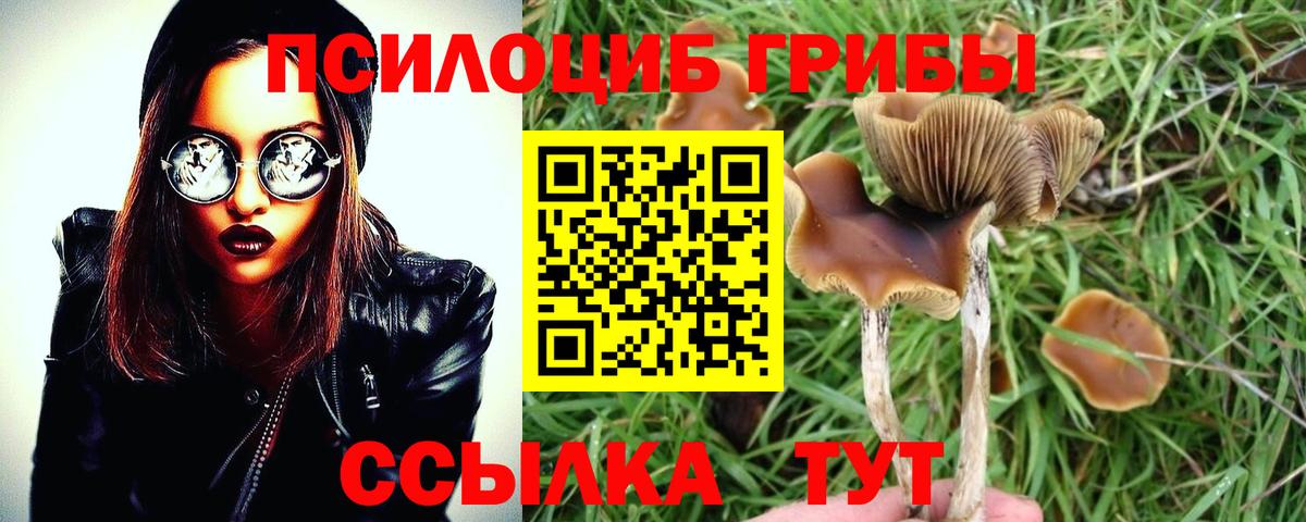 Псилоцибиновые грибы Psilocybine cubensis Арсеньев